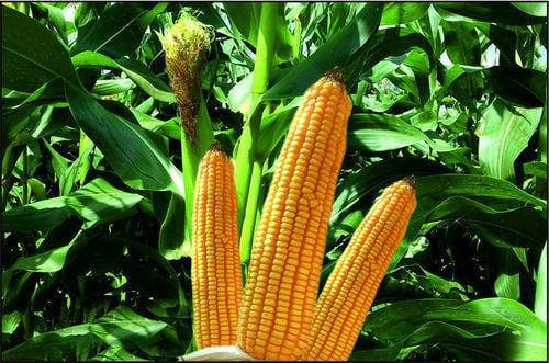 maize_large_img maize_img